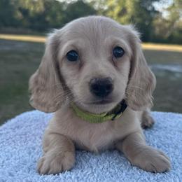 Stetson Wright - Cream male Dachshund puppy in Bradenton, Florida from Winsor Family Dachshunds