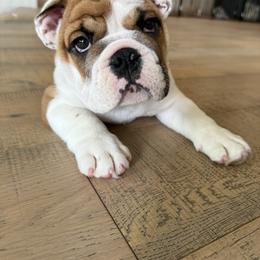 Boy 1 - White male Bulldog puppy in Mount Airy, North Carolina from PrimeCut Bulldogs