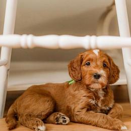 Harbor - Red  male Goldendoodle puppy in Apopka, Florida from The Classic Doodle