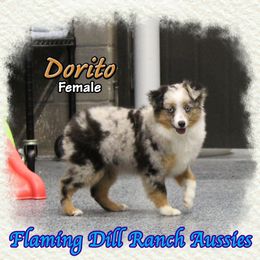 Dorito - Blue merle female Toy Australian Shepherd puppy in Forestburg, Texas from Flaming Dill Ranch Aussies