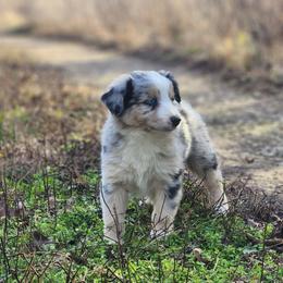 Lurch - Blue merle male Miniature Australian Shepherd puppy in Macomb, Missouri from Faunus Farms and Aussies