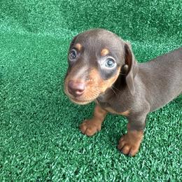 Casper - Chocolate and tan male Dachshund puppy in Hawley, Texas from Little e Dachshunds