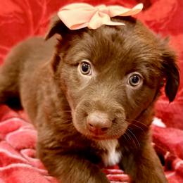 Rose - Red & white female Australian Shepherd puppy in Az, Yuma, Arizona from The Southern Dog