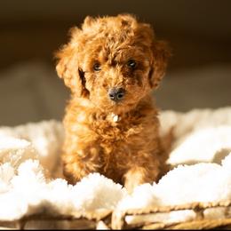 Rhino - Red  male Goldendoodle puppy in Lincoln, Nebraska from Daisy Doodles