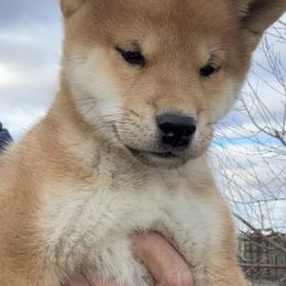 Sesame (genetic) male - Red male Shiba Inu puppy in Nampa, Idaho from Hillsdale Shiba Inu