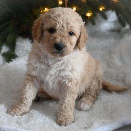 Prancer - White male Bernedoodle puppy in Lookout, California from Remington Kennels, LLC