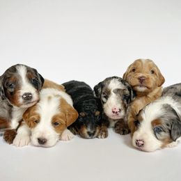Assorted Doodle Crosses puppies from Faith, Feathers & FurBabies