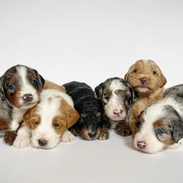 Assorted Doodle Crosses puppies from Faith, Feathers & FurBabies