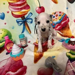 Rocky Road- Periwinkle- HUA - White and black female Dalmatian puppy in Claremore, Oklahoma from Lotsofdots Dalmatians