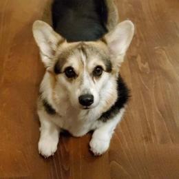 Pembroke Welsh Corgi Puppies from Cattal Corgis