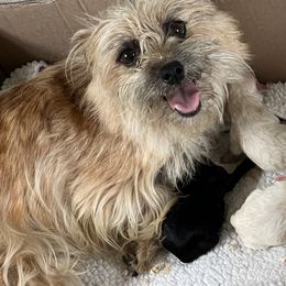 Cockapoos, Maltipoos, and Morkies from Blair’s Furry Friends