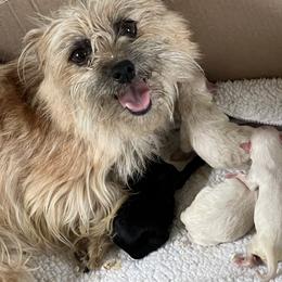 Cockapoos, Maltipoos, and Morkies from Blair’s Furry Friends