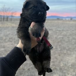 Else - Sable female German Shepherd puppy in Beryl, Utah from Von Den Mächtigen Kennels