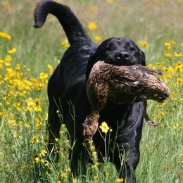 Labrador Retriever All Grown Up from Colindy Labradors
