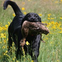 Labrador Retriever All Grown Up from Colindy Labradors
