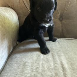 Goldendoodle Puppies from Dhalia’s Doodles