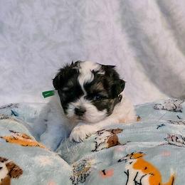 Bean - Green Collar - Black and white male Shichon puppy in Troy, Ohio from Ever After Tails