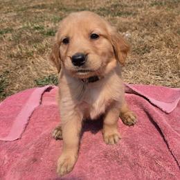 Peach- Light pink collar - Dark golden female Golden Retriever puppy in Tenino, Washington from Oak River Goldens'