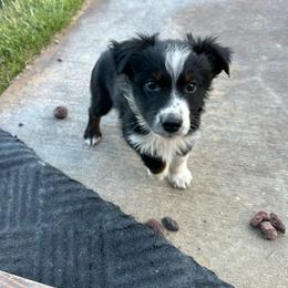 BTM 2 - Black tri male Miniature Australian Shepherd puppy in Shepherd, Montana from Beartooth Mountain Minis