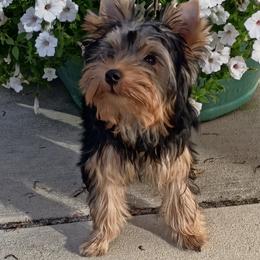 Fred - Blue and gold male Yorkshire Terrier puppy in Potomac, Maryland from Fabiana's Yorkshire Terriers