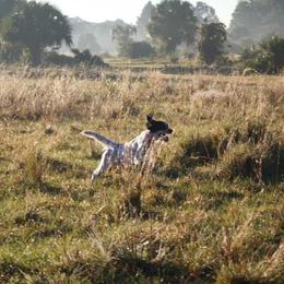 Tank - Llewellin Setter