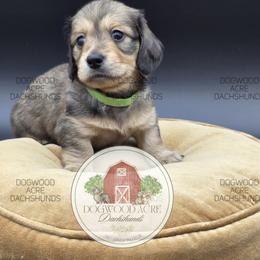 Dachshund Puppies from Dogwood Acre Dachshunds