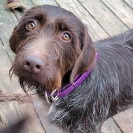 Piper - Wirehaired Pointing Griffon