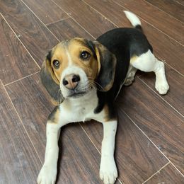 Bella - Beagle