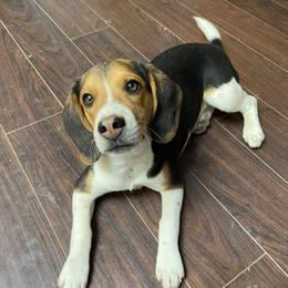 Bella - Beagle