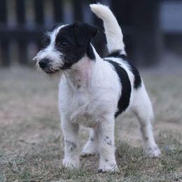 Buckle - Russell Terrier