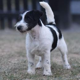 Buckle - Russell Terrier