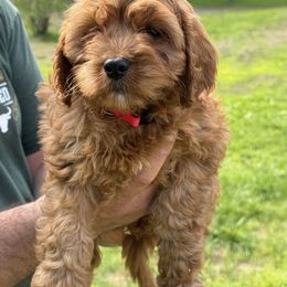 Carrie - Red female Cavapoo puppy in Bozrah, Connecticut from Cedar Creek Farm