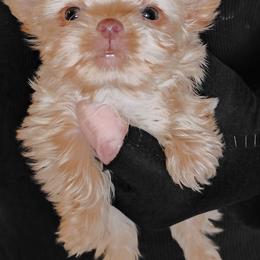 Danny - Tan male Yorkshire Terrier puppy in Rogersville, Tennessee from Guys'N' Dolls Yorkshire Terriers
