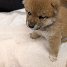 Red female - Red female Shiba Inu puppy in Warren County, New Jersey from Yellow Gate Kennel