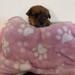 Bella - Sable female Yorkshire Terrier puppy in Beulaville, North Carolina from Sunset Ranch