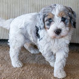 Warren - Grey and white male Bernedoodle puppy in Roy, Utah from Doodles are Amazing