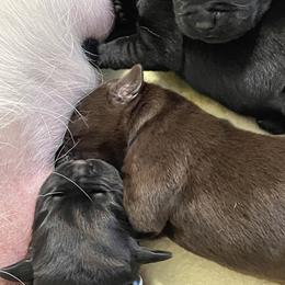 Female chocolate - Chocolate female Labrador Retriever puppy in Desert Hot Springs, California from Outlaws Labradors