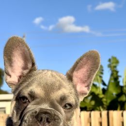 French Bulldog Puppies from Belle Âme Frenchies