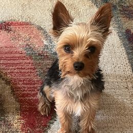 Yorkshire Terriers from Corinne's Yorkshire Terriers