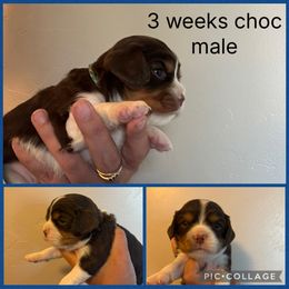 Choc tri blue collar - Chocolate male Cavalier King Charles Spaniel puppy in Greenleaf, Wisconsin from Ledgetop Family Cavaliers