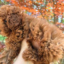 Rix - Red  male Poodle puppy in Plano, Texas from Dogs lovers