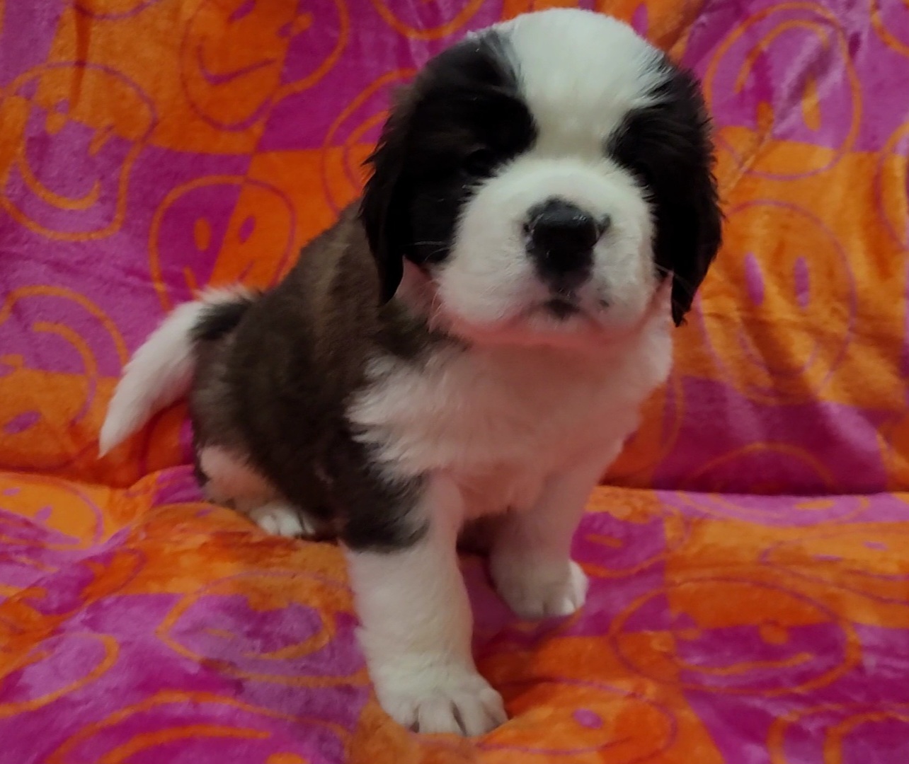 Girl 4 - Brown and white Saint Bernard puppy in Brandon, South Dakota from Split Rock Saints