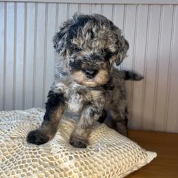 Bernedoodle puppies from Root and Branch Bernedoodles