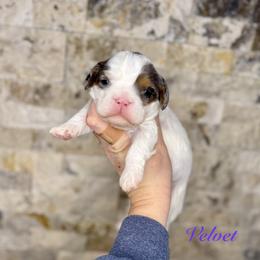 Velvet - Merle female Cavapoo puppy in Midland, Michigan from Northern Charm Farm