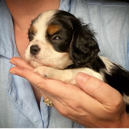 Cavalier King Charles Spaniel Puppies from Amanda's Cavalier King Charles Spaniels