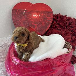 Girl 4 - female Poodle puppy in Prairie Grove, Arkansas from Loves Toy Poodles