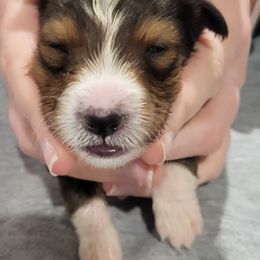 Shetland Sheepdog Puppies from Terri  Riley