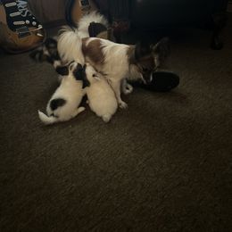 Cavalier King Charles Spaniel and Papillon Puppies from Rohus Puppies
