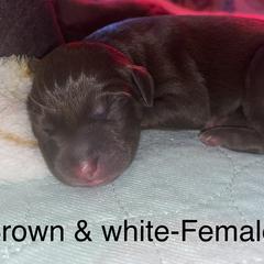 Girl 1 - Dark brown Xoloitzcuintli puppy in Endicott, New York from Upstate Xoloitzcuintli NY