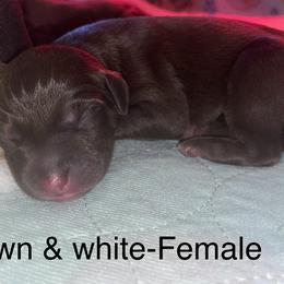 Girl 1 - Dark brown Xoloitzcuintli puppy in Endicott, New York from Upstate Xoloitzcuintli NY